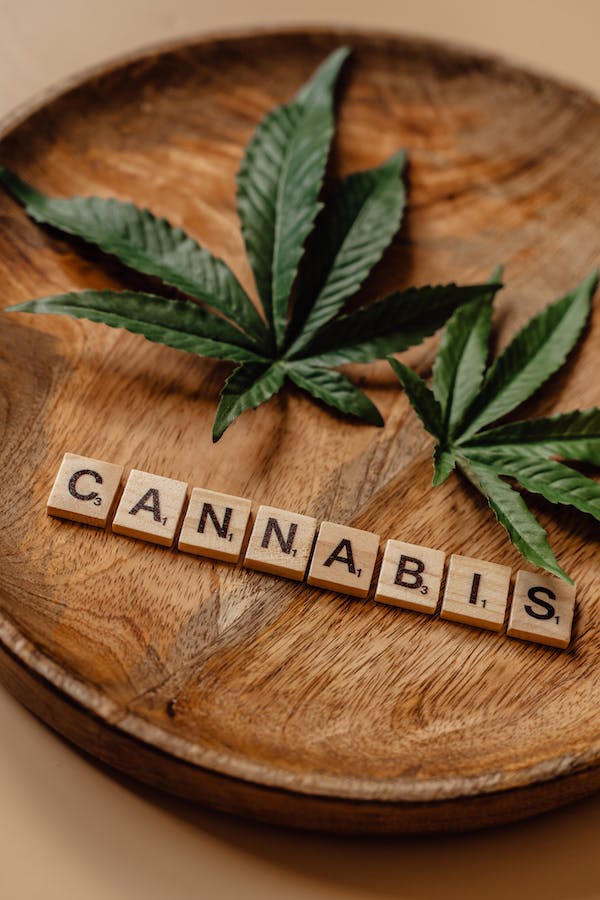 cannabis seed bank